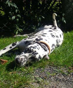 hund
