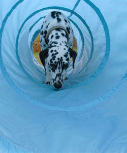 hund