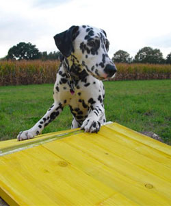 hund